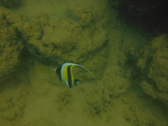 Schnorchenln in Sri Lanka - äääh geht so