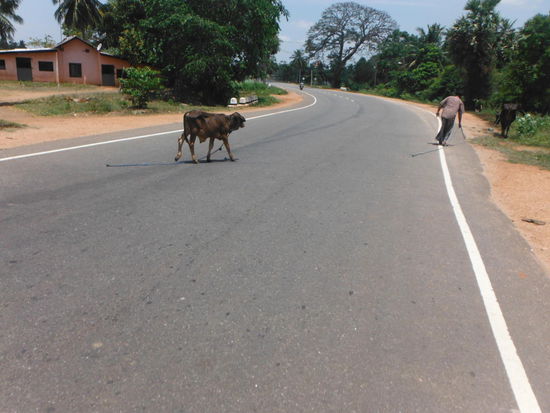Vorsicht vor kreuzenden Kühen
