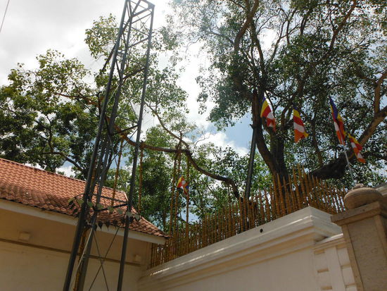 Jaya Sri Maha Bodhi