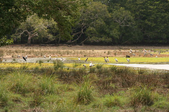Voegel am Wasserloch