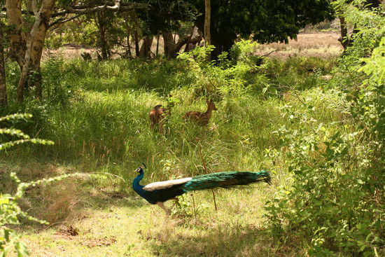 Der Pfau (hier ohne Rad) und fluechtende Rehe im Hintergrund