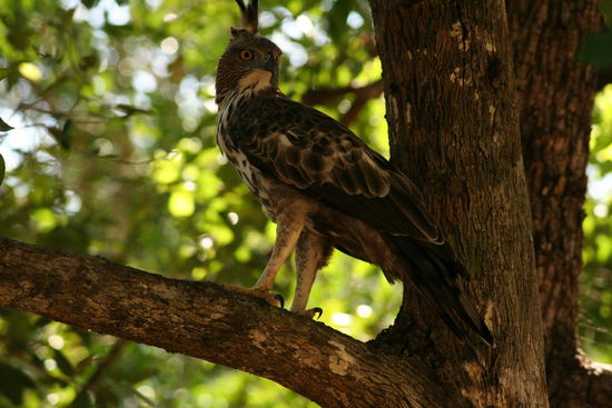 König der Lüfte (am Boden)