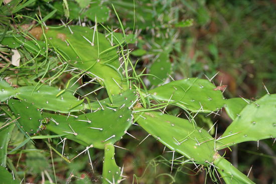 Mein kleiner grüner Kaktus *sing*
