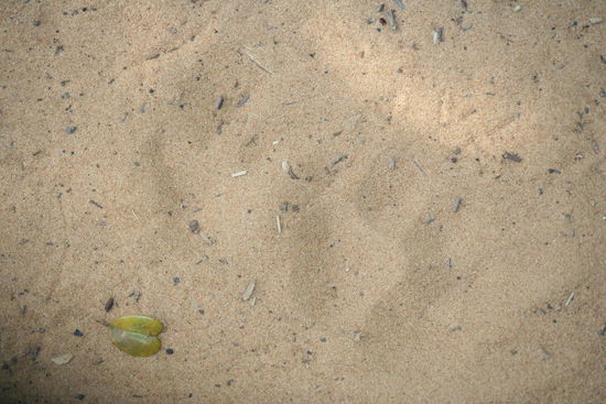 Der Leopard war da - leider vor uns...