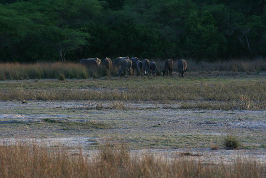 Eine Herde Wasserbüffel