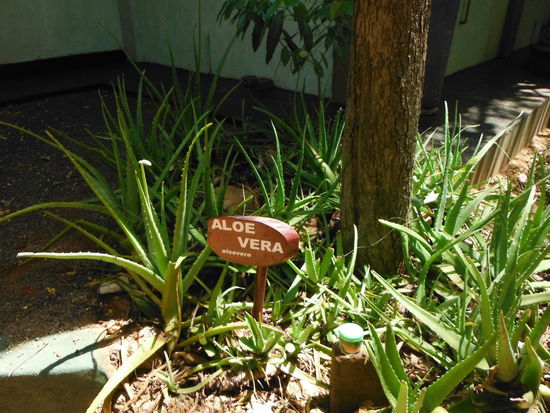 Aloe Vera