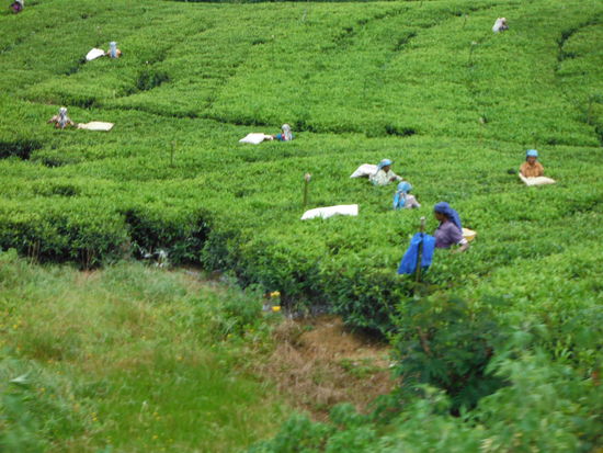 Ausblick aus dem Zugfenster - Teepflueckerinnen