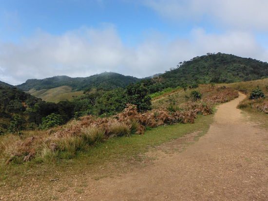Und wieder Graslandschaft