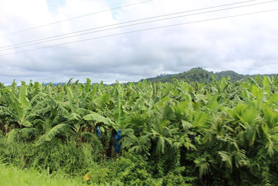 Da kommt die Chiquita her. Und die Dole. Und der Rest auch.