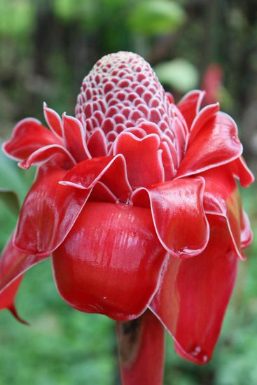 Blumen flankierten die ersten Meter zum Cerro Chato