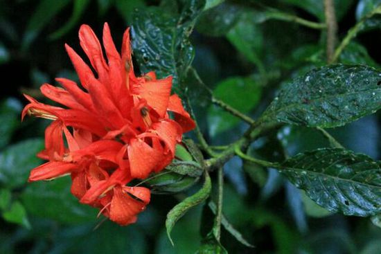 Flora 1