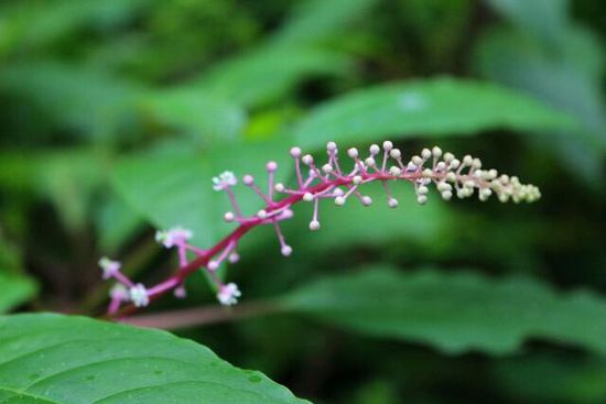 Flora 4