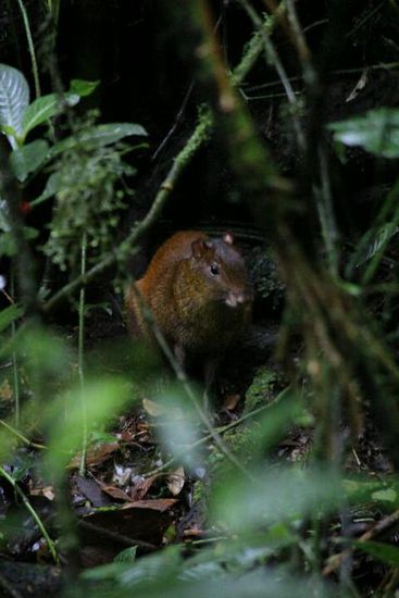 Agutis, sehr scheue Tiere