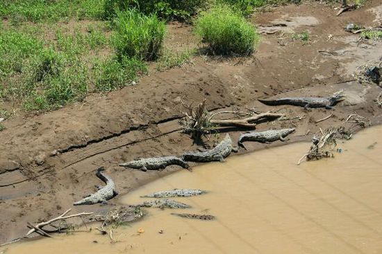 Krokos beim Chillen am Rio Tarcoles