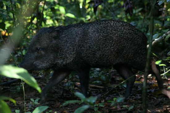 Wildsau