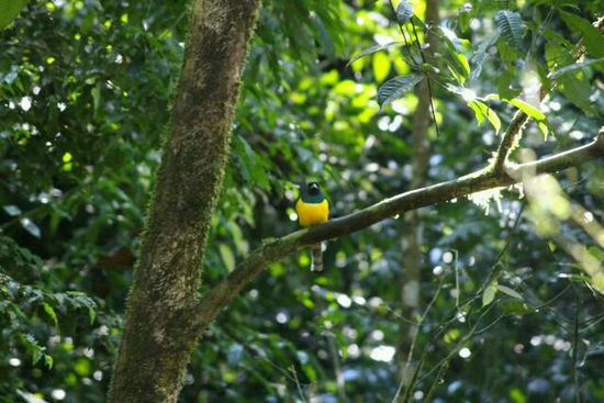 Verwandter des Quetzal