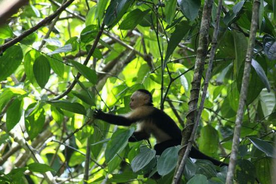 Affe