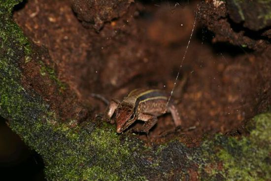 Salamander