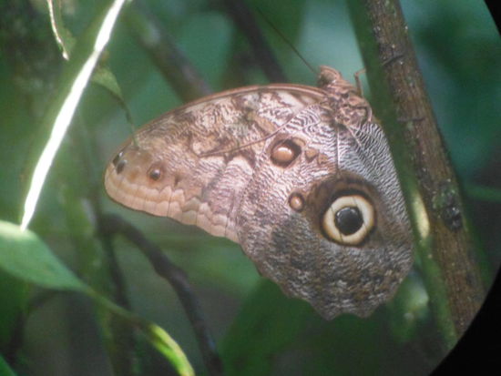 Schau mir in die Augen, Kleines
