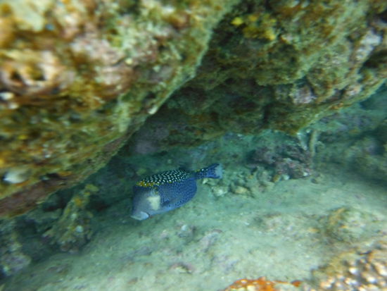 Boxfish