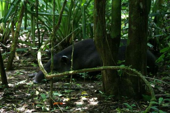 schlafender Tapir