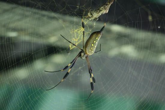 Spinne