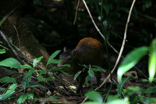 Agutis