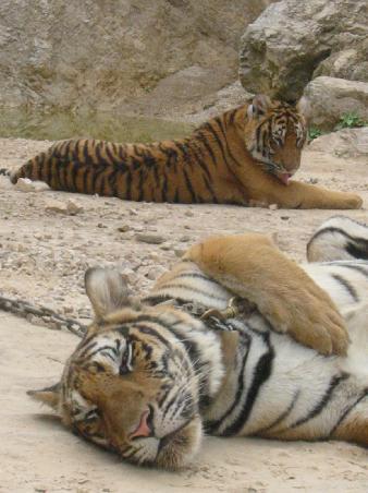 MIAU!