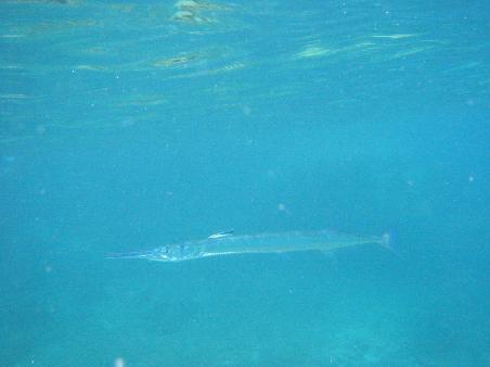 Uhhh! Schon etwas Angsteinjagend. Dieses Etwas war ca. 1,5 Meter lang!