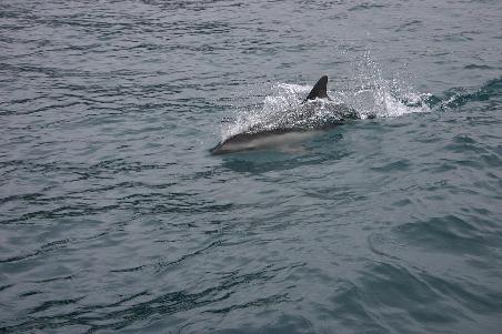 Dusky Dolphins in den Marlborough Sounds