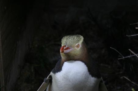 Gelb-Augen-Pinguin aus knapp 1m Entfernung