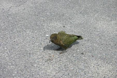 Der erste Kea und alles am Campervan ist noch heil