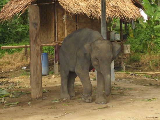 Babyelefant. Gesehen auf dem Weg zum Klong Muang Beach.