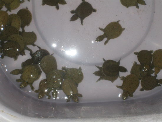 Auf einem Wochenmarkt gab es dies zu kaufen.