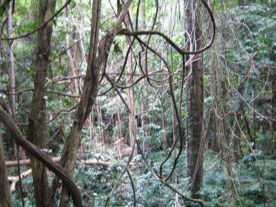 Der Dschungel auf dem Weg zum Wasserfall