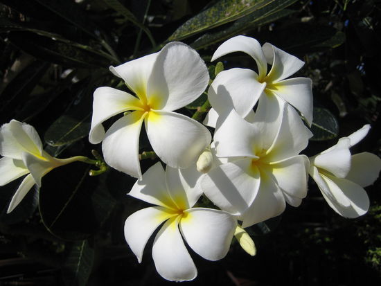 Melanies Lieblingsblume