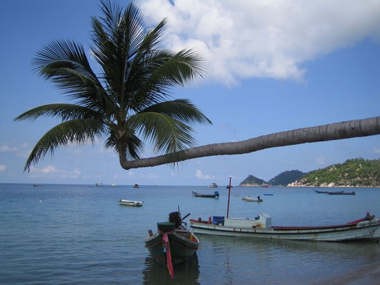 irgendwie wachsen die Palmen hier etwas eigenartig