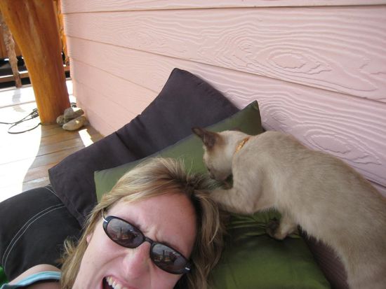 Eine der zwei jungen Katzen der Besitzerin