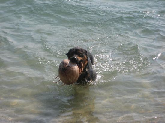 einer der Hunde mit einer Kokosnuss