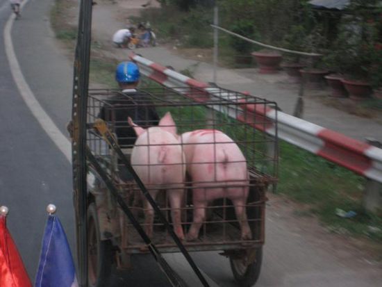 normale Transportweise der Tiere