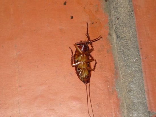 kleiner Mitbewohner in Mui Ne