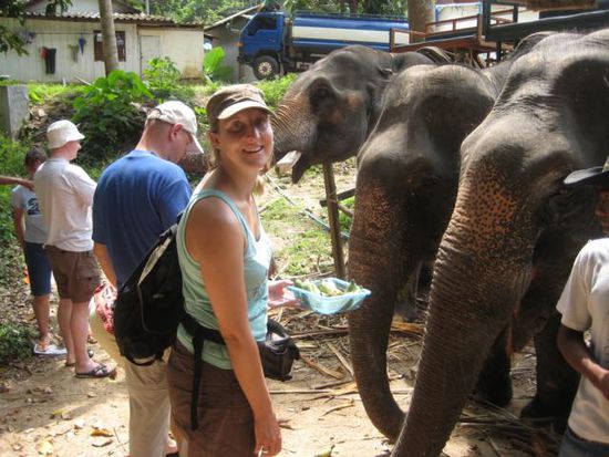 Elefant Feeding