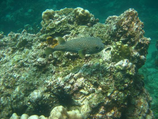 unter Wasser-ein Boxfish