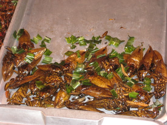 Die ueblichen "frittierte Karkalarke" Bilder