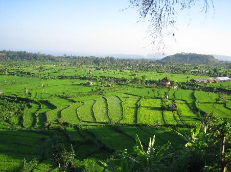 Reisterassen auf Bali