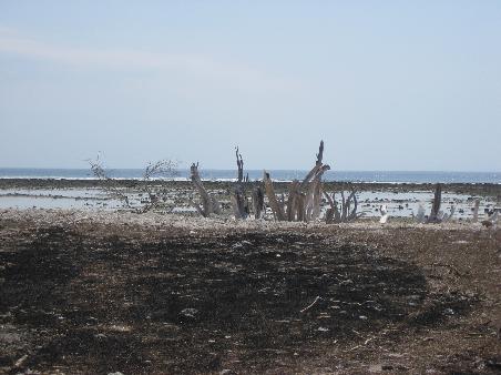 Karstlandschhaft bei Ebbe und Strandbewuchs zum Teil sehr vertrocknet