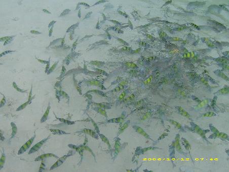 Fischli