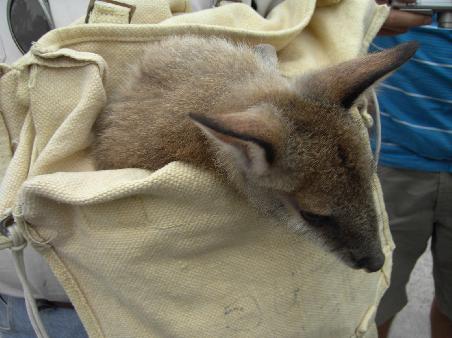 Ein sechs Monate altes Wallabee