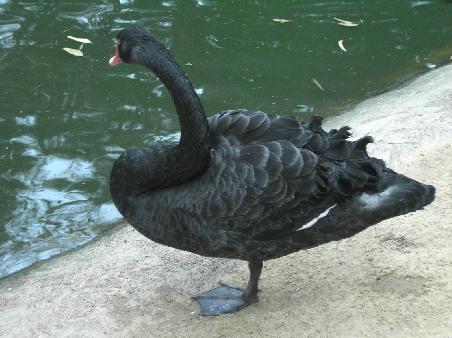 ae Schwan so wiis wie Schnee... ach... es isch halt doch scho maengs andersch als i de Schwiiz...