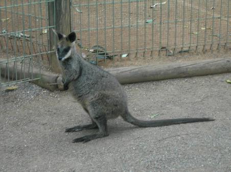 Wallabee